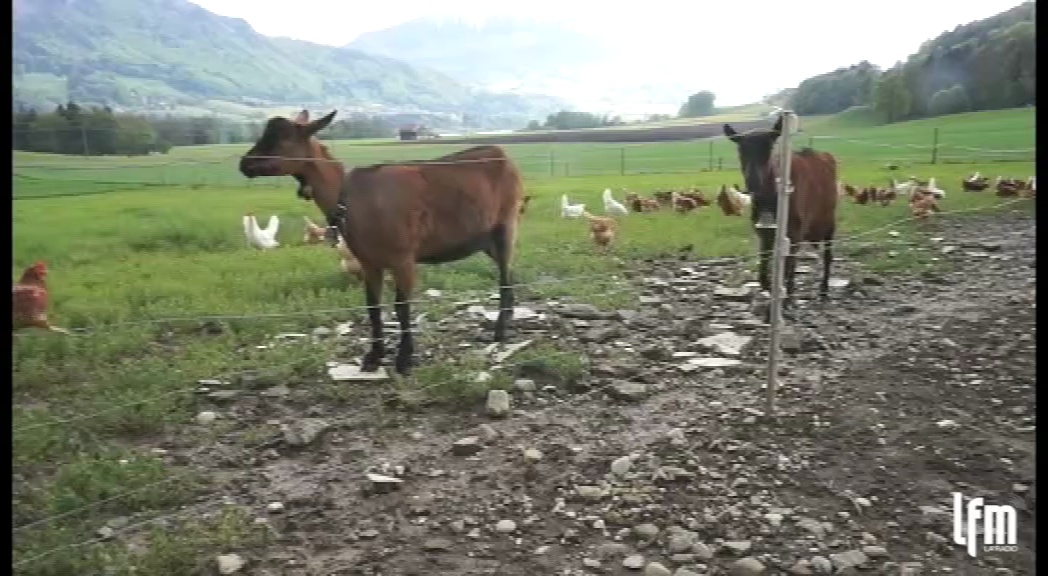 Dailymotion Des poules heureuses!